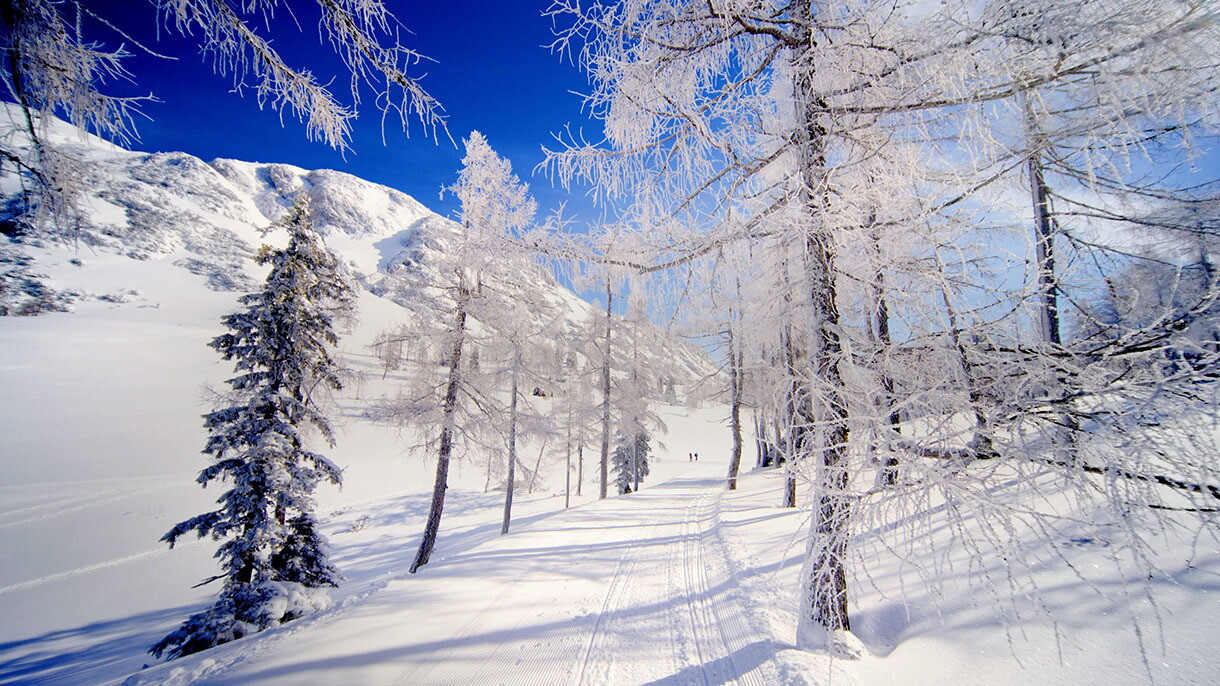 Schneebedeckte Landschaft mit Skispuren.