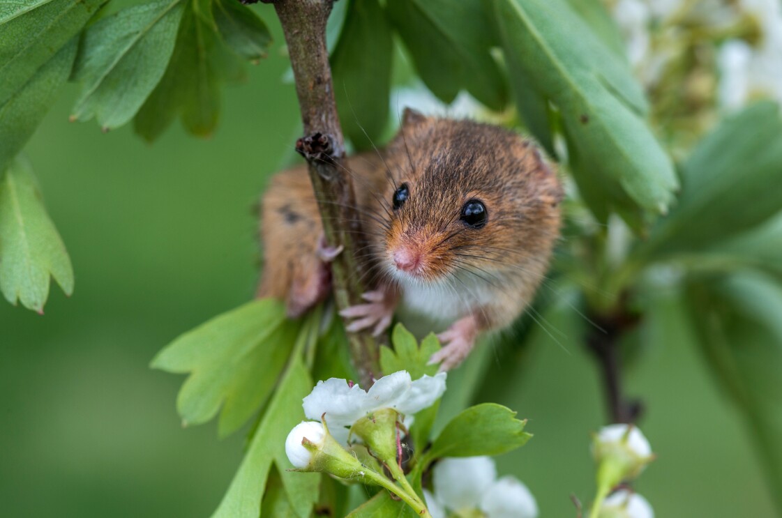 Harvest mouse