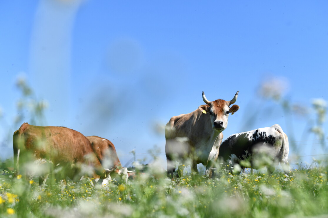 Kühe grasen auf einer Wiese