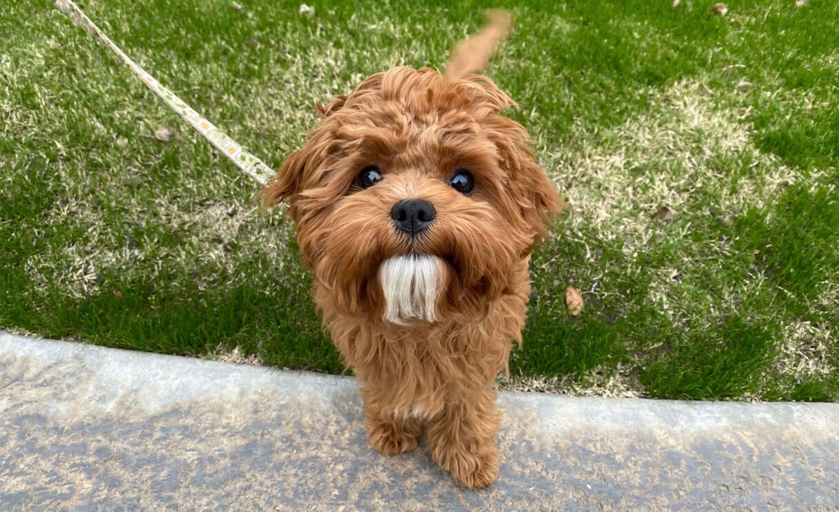 An image of a dog looking at the camera