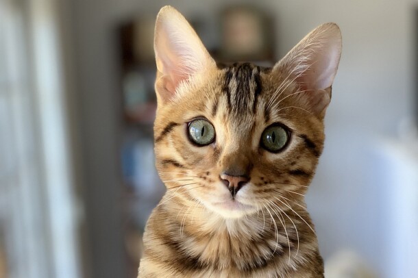 A Bengal kitten stares into the camera, while sitting inside a carpeted cat structure.