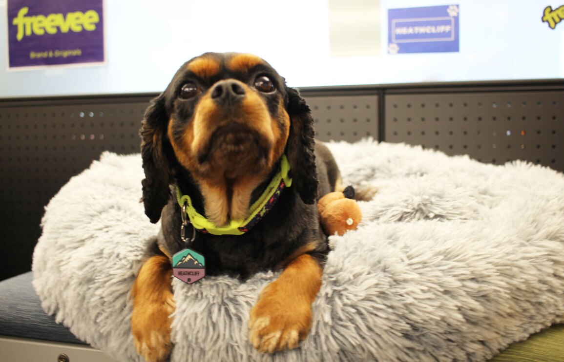An image of a small brown and black dog at the Amazon offices in Culver City