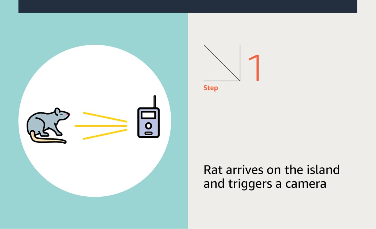 An illustration of a rat being detected by a camera.