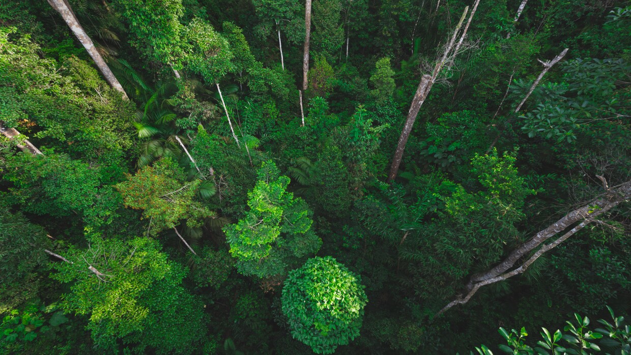 aerial shot of forest