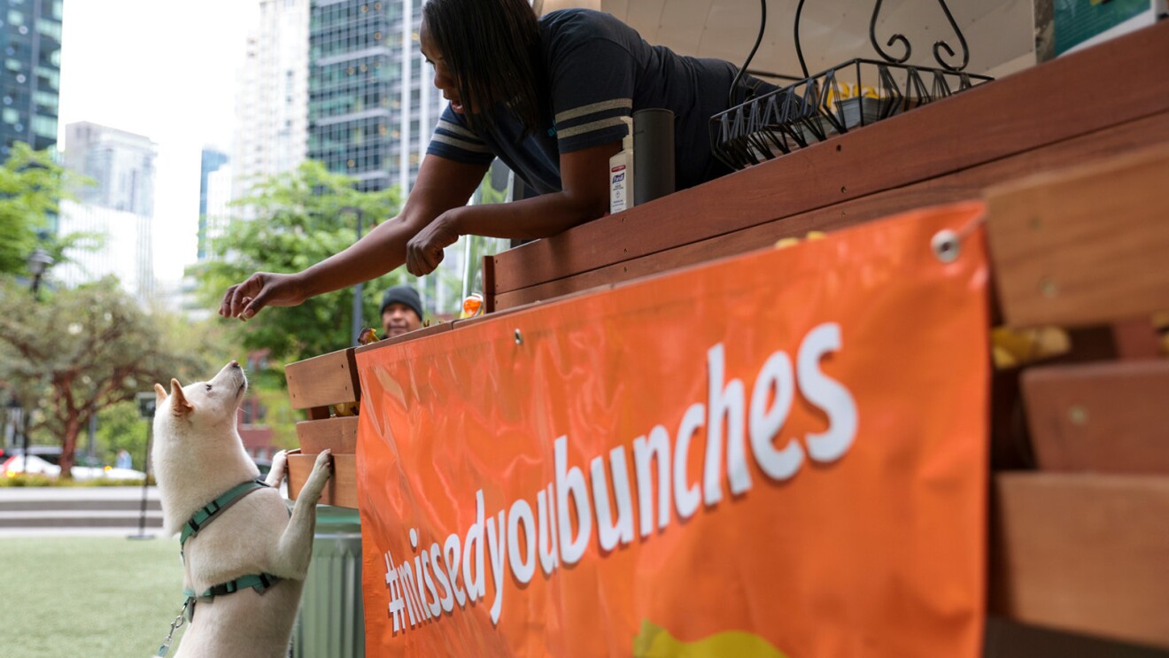 One of the many dogs of Amazon visits a community banana stand for a treat. There's a sign that reads "#missedyoubunches."