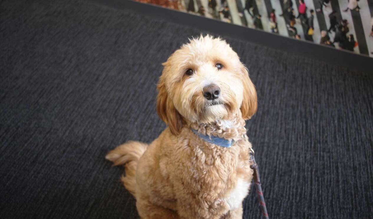 An image of a large white and tan dog with curly hair inside an Amazon office