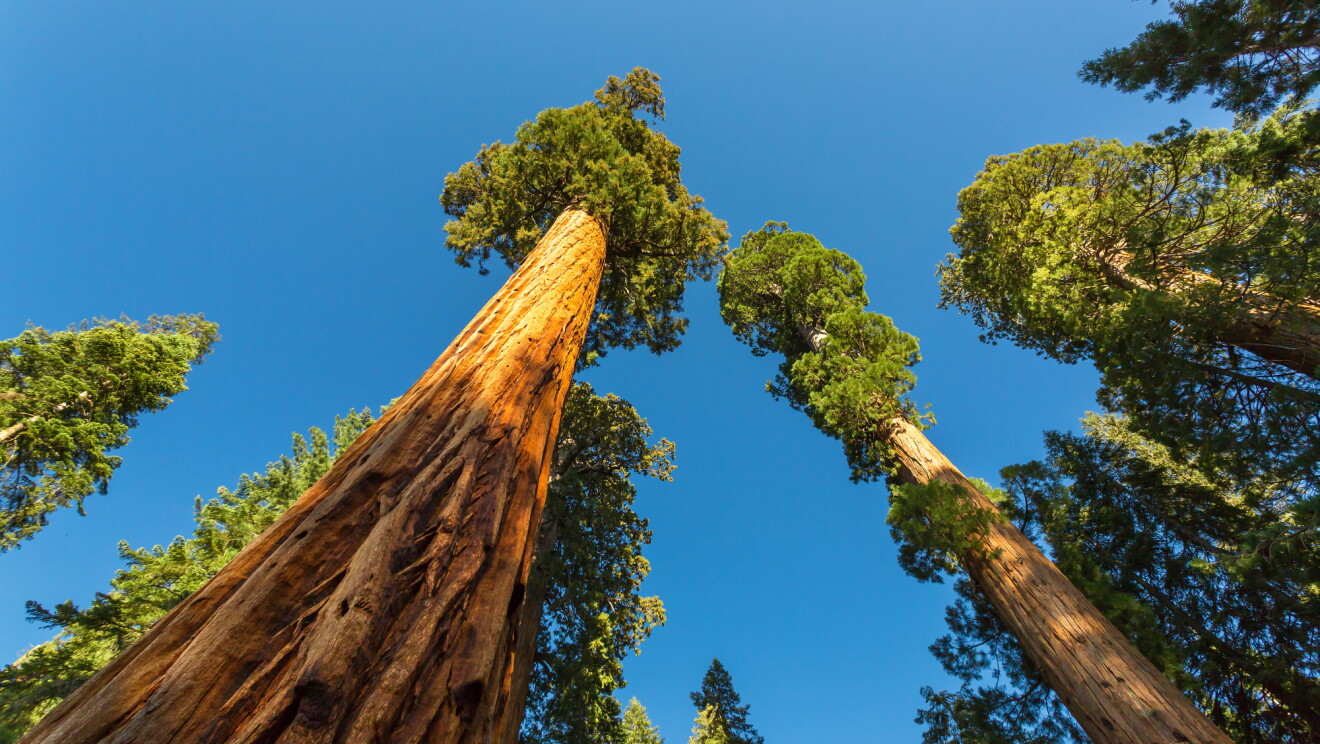 Tall trees stretching up to a blue sky.