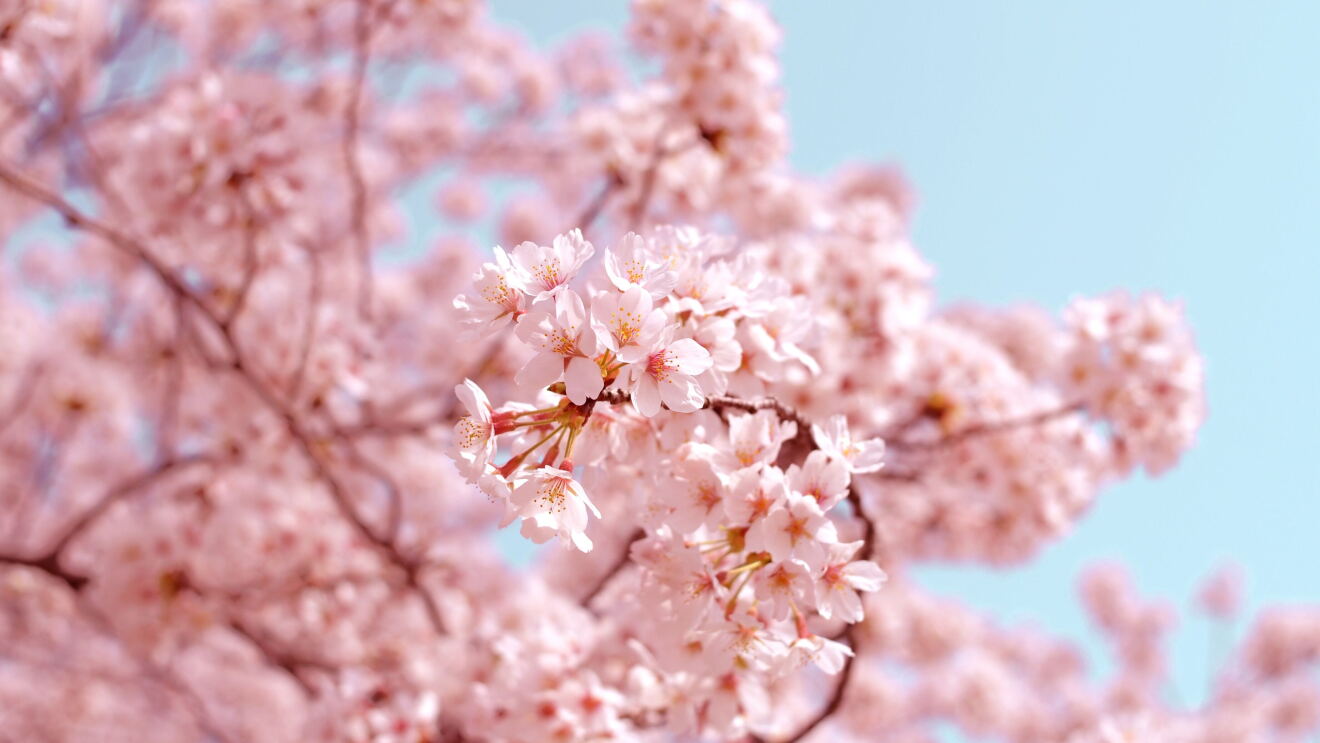 Ein Baum mit rosa Blüten, im Hintergrund ein strahlend blauer Himmel