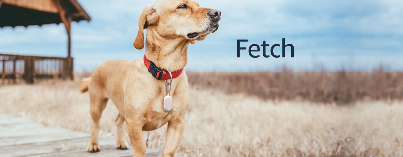 Dog standing on a coastal boardwalk, wearing a red collar and Fetch device.