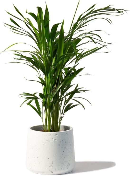 Areca Palm Large Indoor House Plant on white background