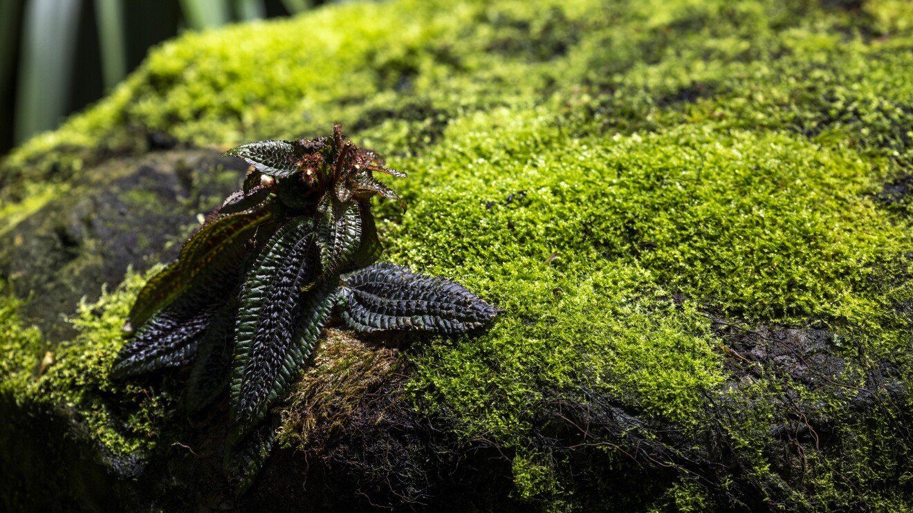 An image of the Spheres feature described below.