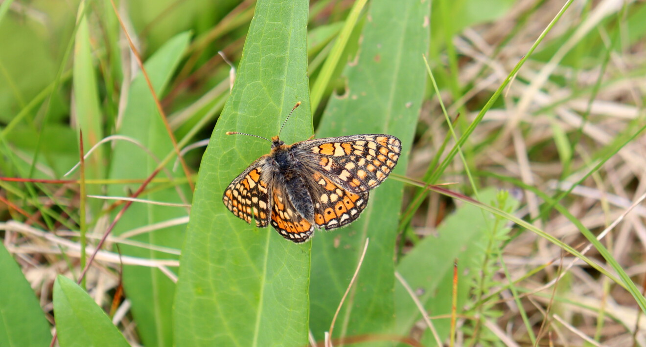 Marsh Fritillary Butterfly_HD.jpg 