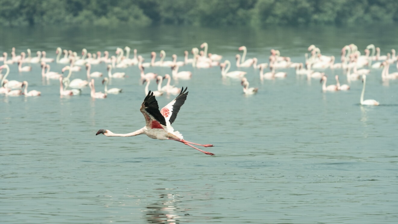 A flamingo takes flight while a flamboyance of them float on the water in the background.