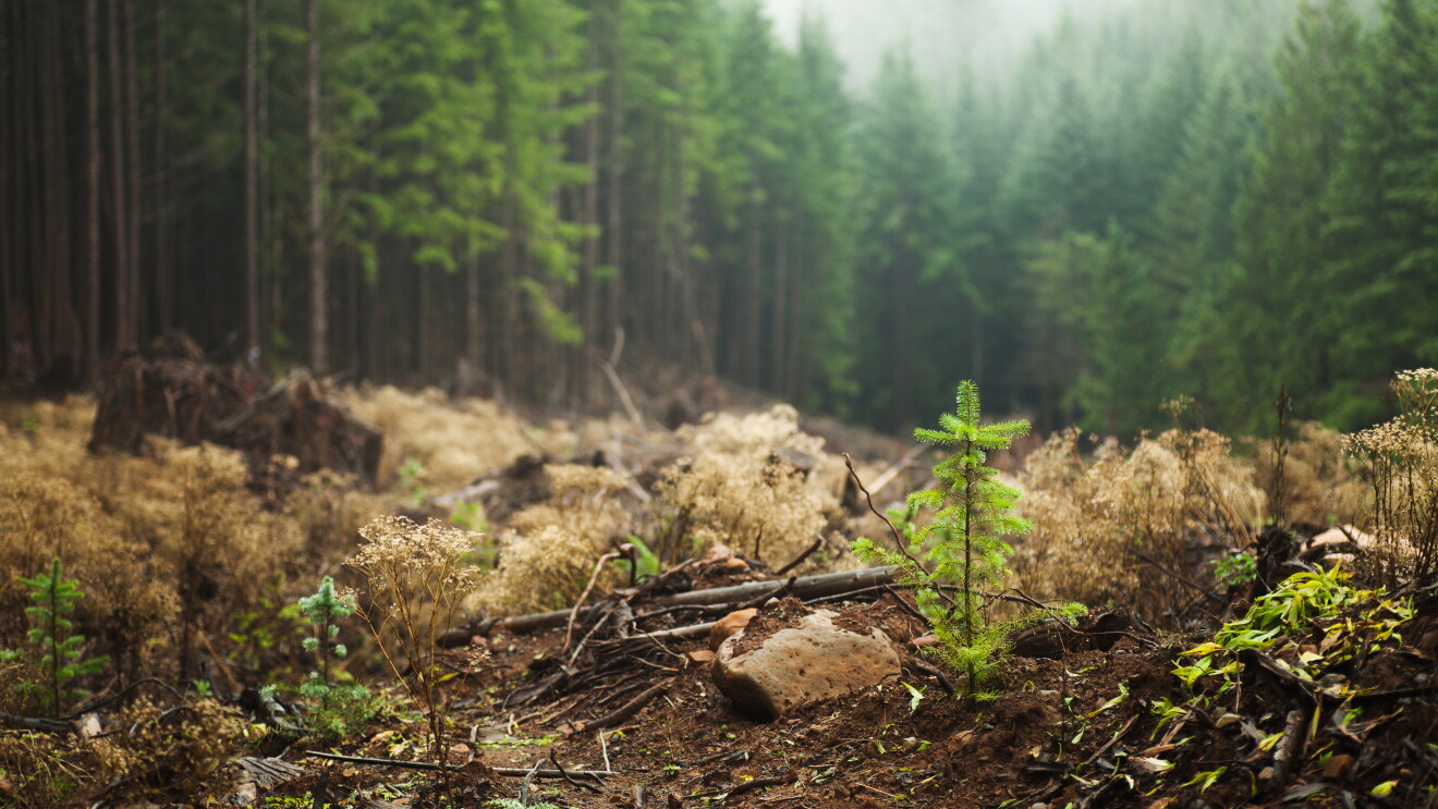 Wald_Baum_Nebel_Sätzling