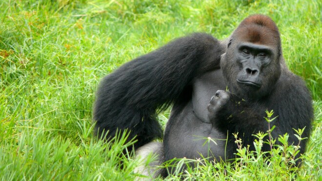 一只大猩猩坐在草地上,一只手放在臀部,另一只手放在下巴。