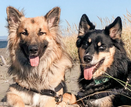 An image of two dogs looking at the camera smiling with their tongues out.
