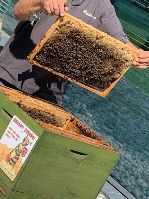 Ein Mann öffnet den Deckel eines Bienenstocks. Viele Bienen sind in dem Bienenstock und am Deckel.