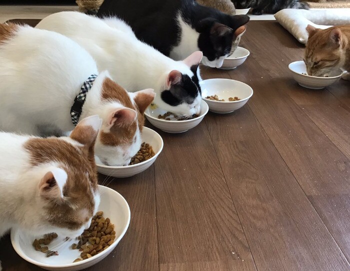 保護施設で暮らす犬猫を「ほしい物リスト」で支援