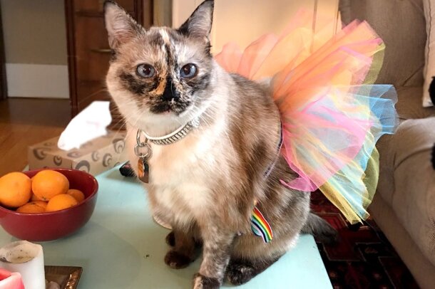 love_your_pet_E._V534017240_.jpg