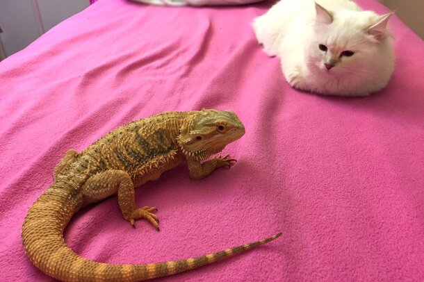 love_your_pet_H._V534017247_.jpg