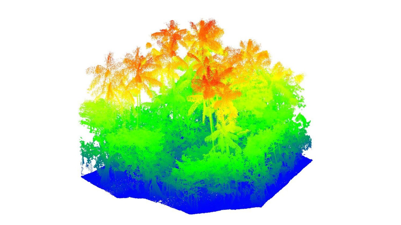 LiDAR renderings of Brazilian agroforestry canopies.