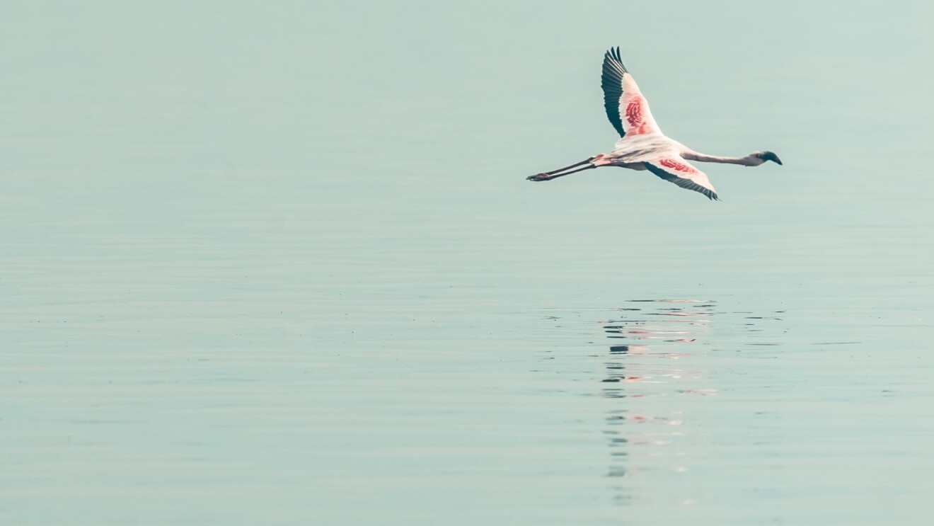 A flamingo flying just above the water with its wings wide open, showing the deep hue forming on the wings.