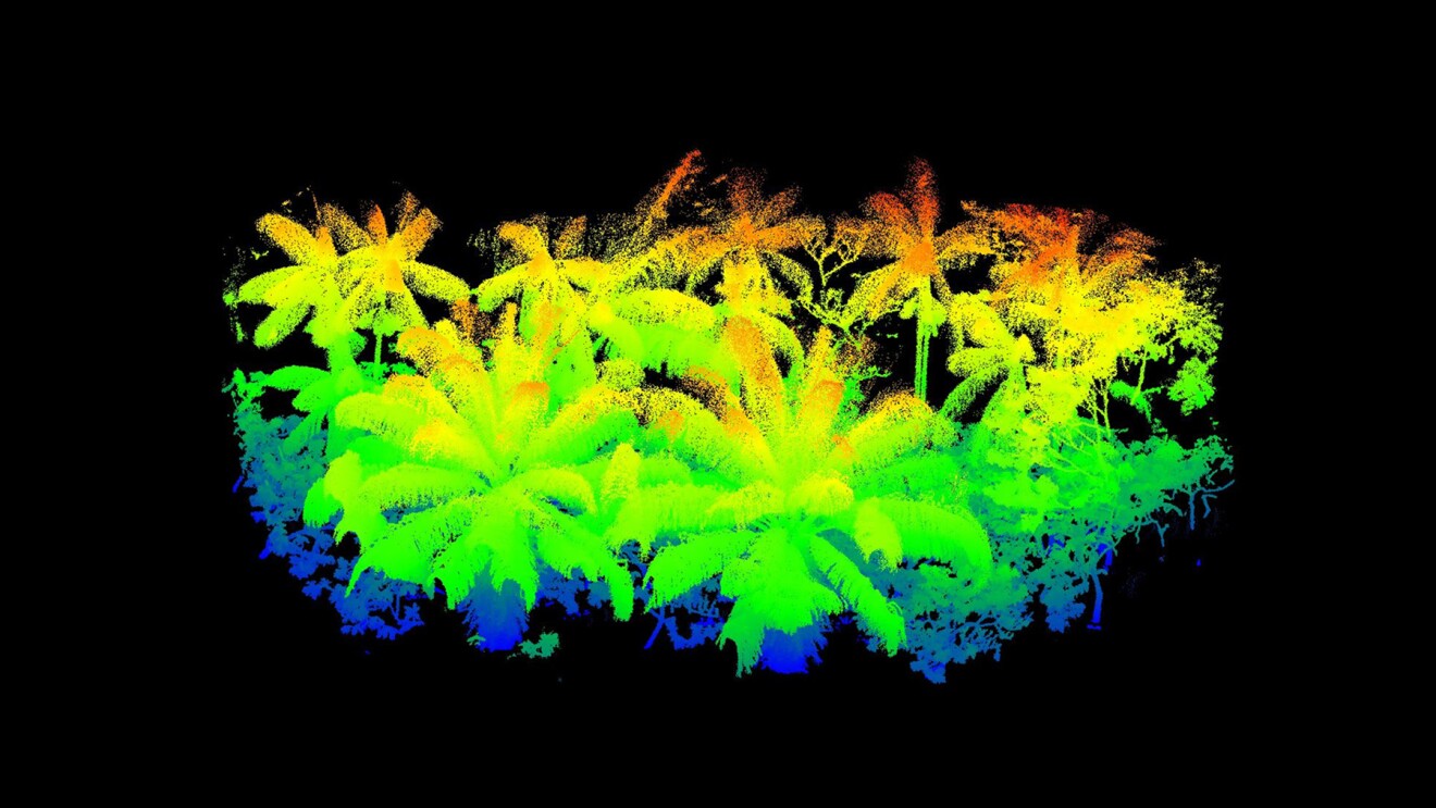 LiDAR renderings of Brazilian agroforestry canopies.