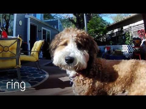 That Moment When Mom Is Gone and You Think You Can Bark All You Want, Then THIS Happens｜RingTV