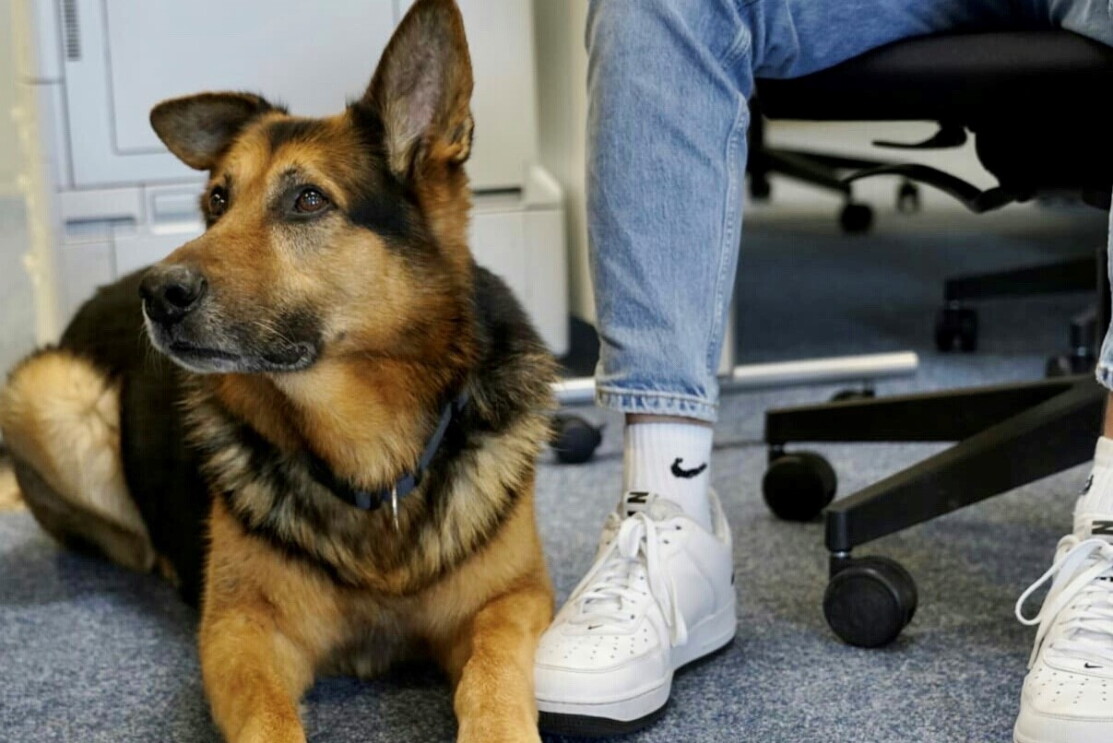 Ein Schäferhund liegt auf dem Boden. Neben ihm sieht man 2 Beine einer Person, die in einem Schreibtischstuhl sitzt.