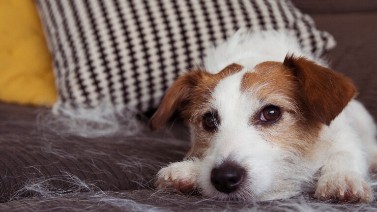 '一天2023人生活博客最佳交易:与一群狗狗放下头发周围。