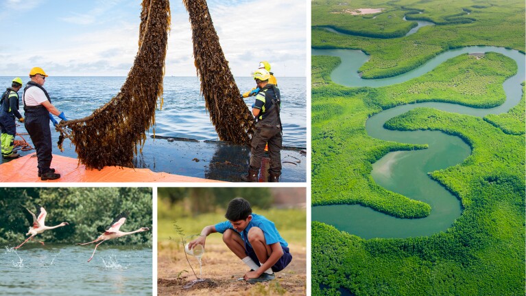 Workers harvesting seaweed from ocean, aerial view of winding river through green landscape
