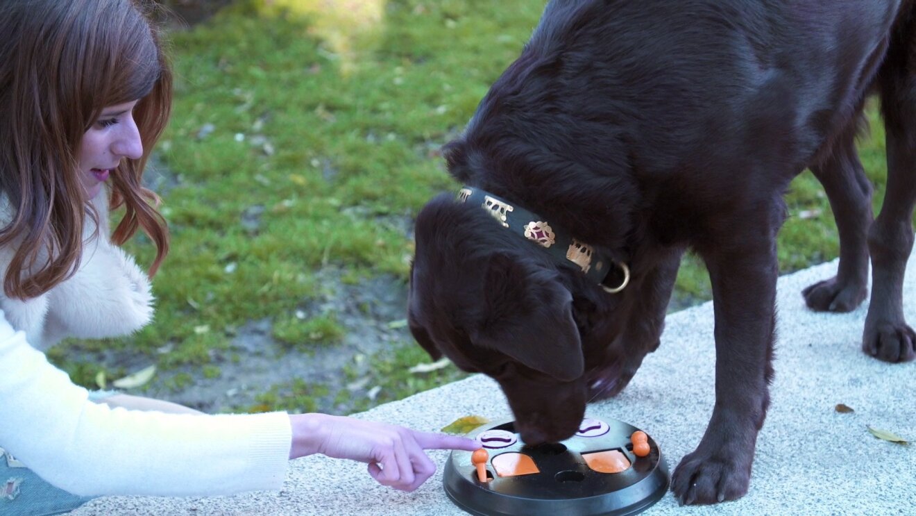 Marian Oliveira es portuguesa y trabaja en las oficinas corporativas de Amazon en Madrid. En la foto está enseñando a su perro, un labrador de color negro, cómo conseguir caramelos dentro de un juego de plástico que se encuentra en el suelo de un parque.