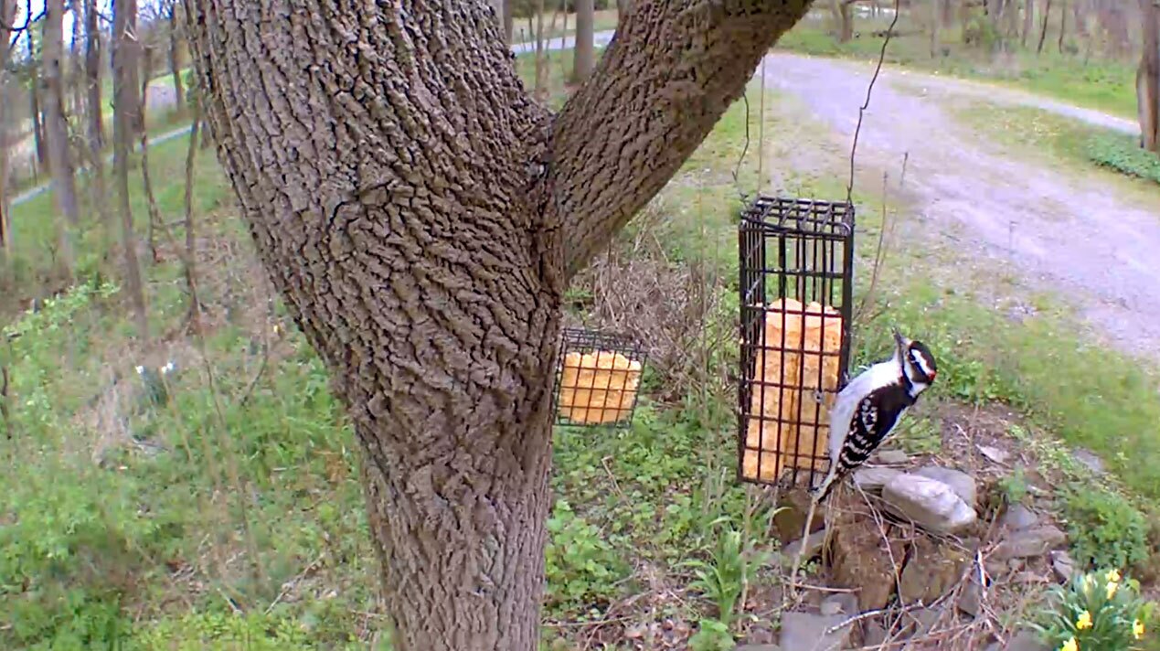 一个图像的啄木鸟birdfeeder喂养。