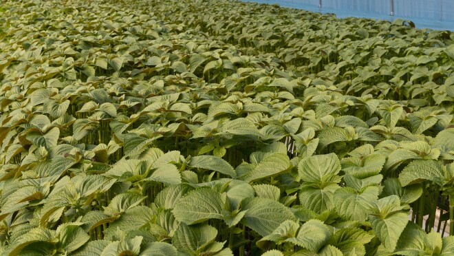 正在种植紫苏的图片。