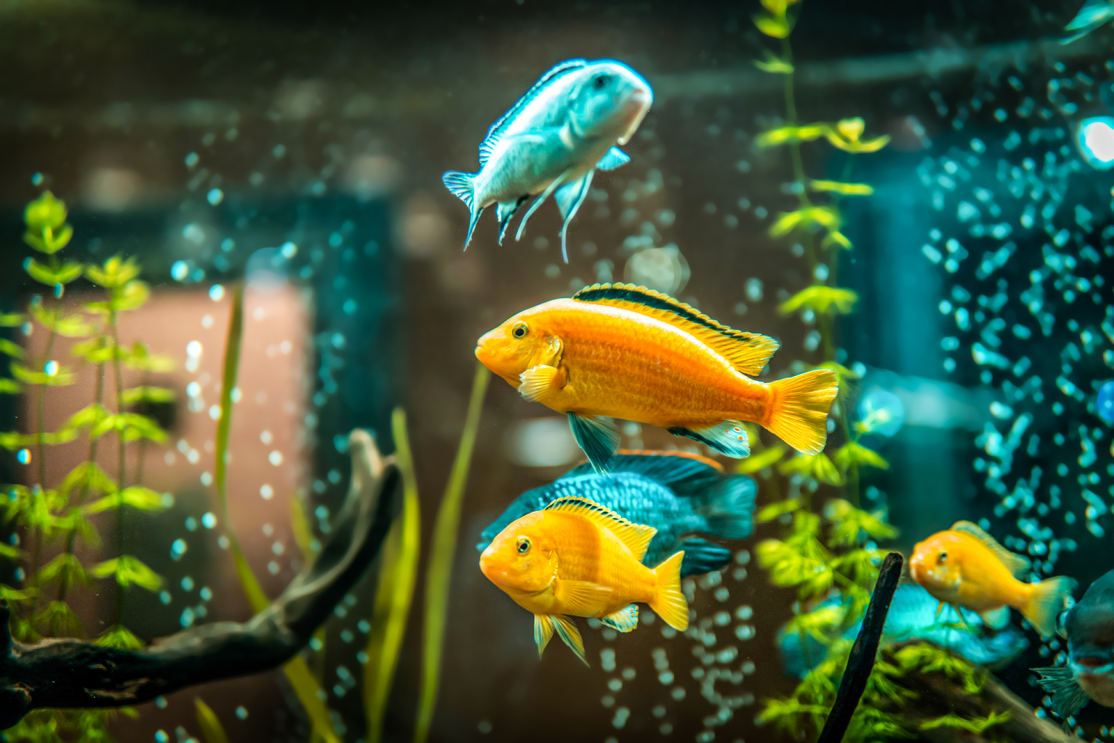 An image of colorful fish in a fish tank.