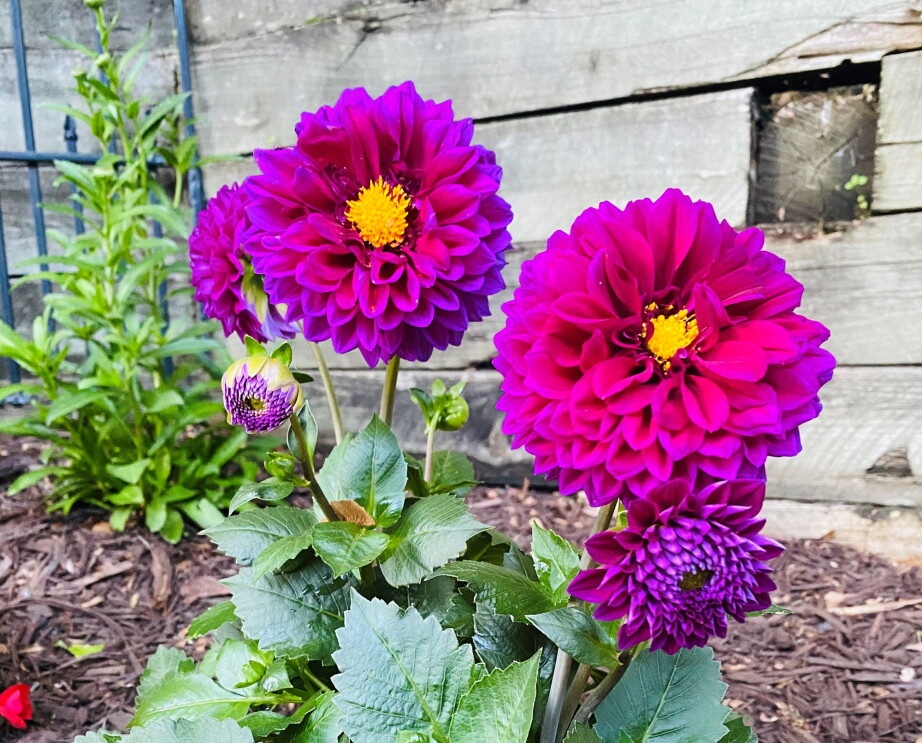 A close-up image of two pink flowers with green stems and leaves growing in a garden. 