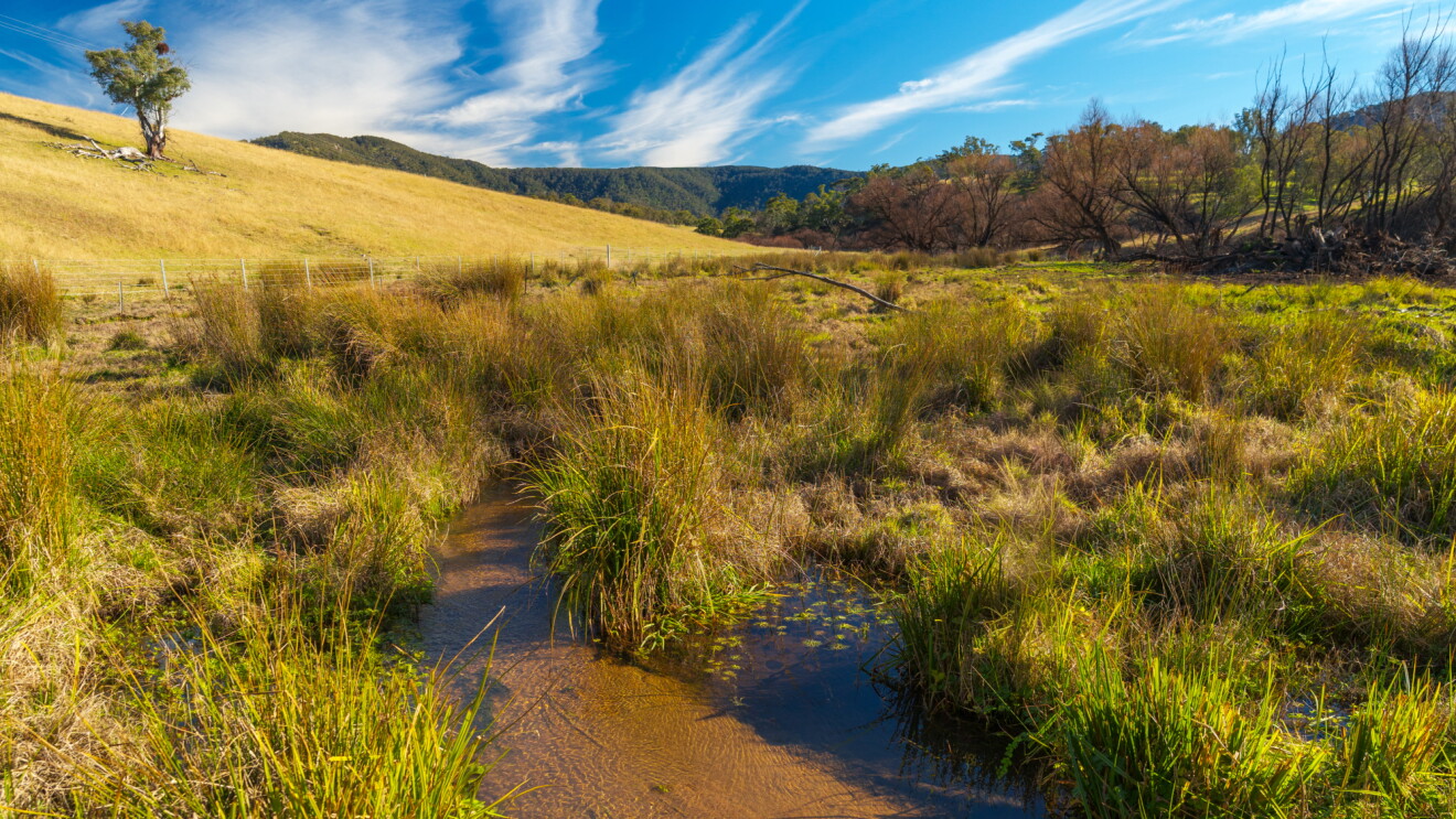 Small stream winding through golden grassland with hills in the background under blue sky