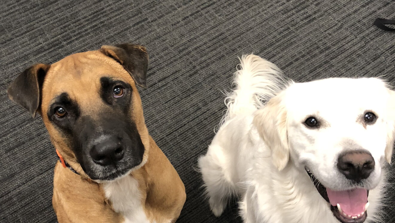 Two dogs sitting next to each other looking up.
