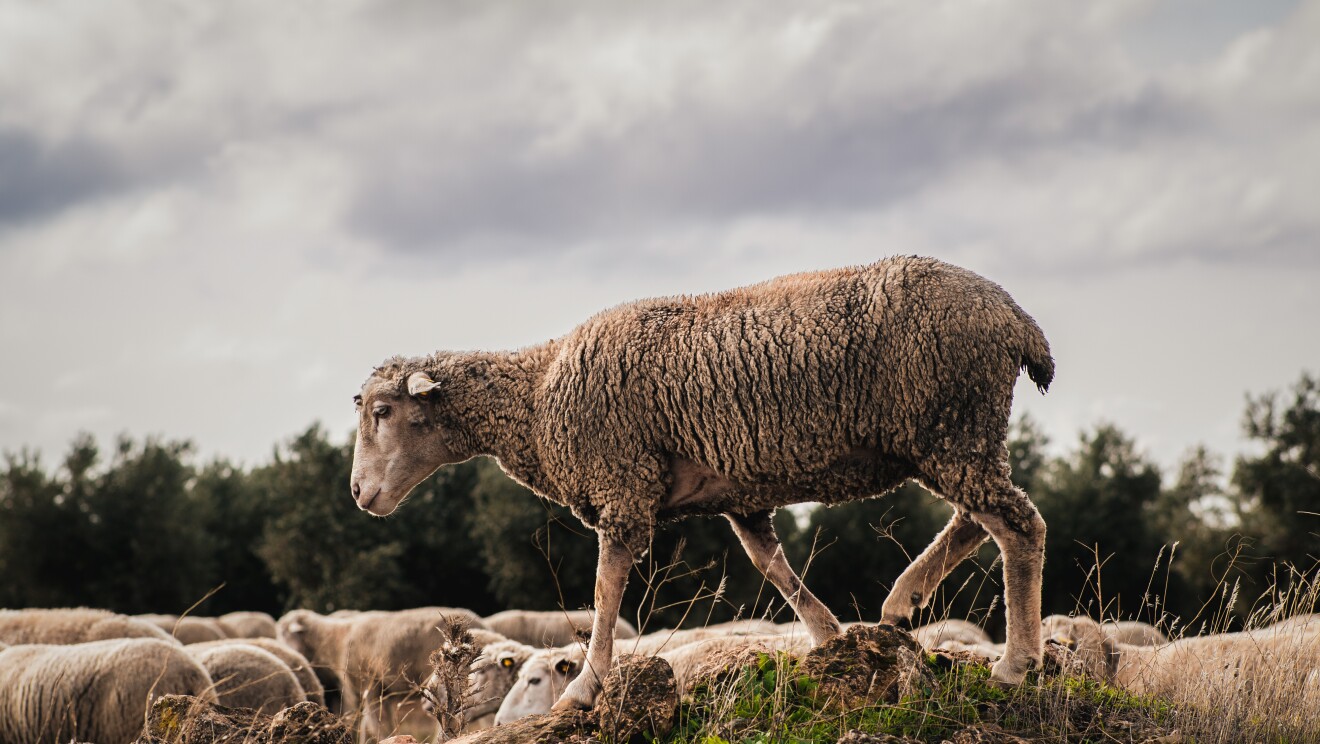 Tejiendo Redes: Oro blanco