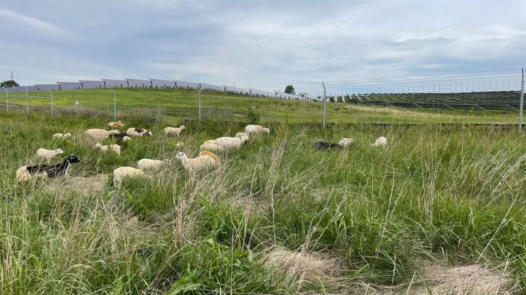 A photo of sheep grazing under panels at Amazon Solar Farm Kentucky–Turkey Creek.