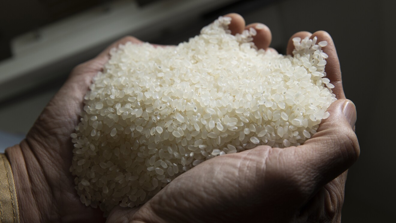両手の平にいっぱいの精米
