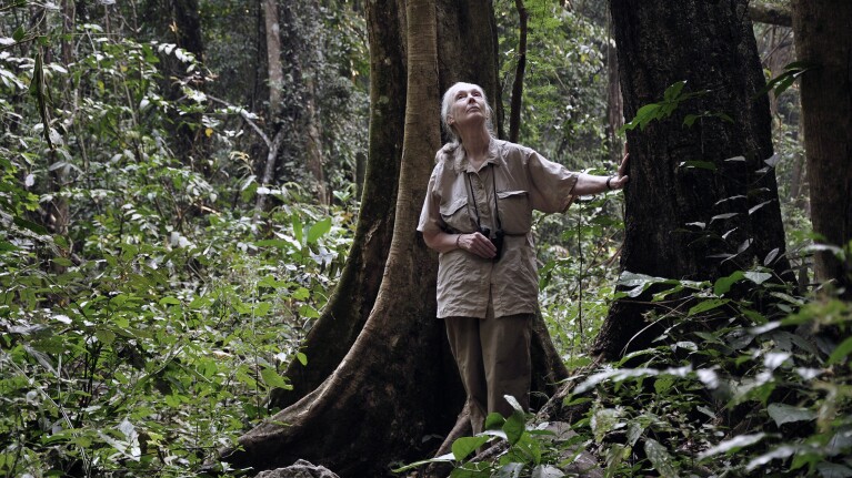 Jane Goodall