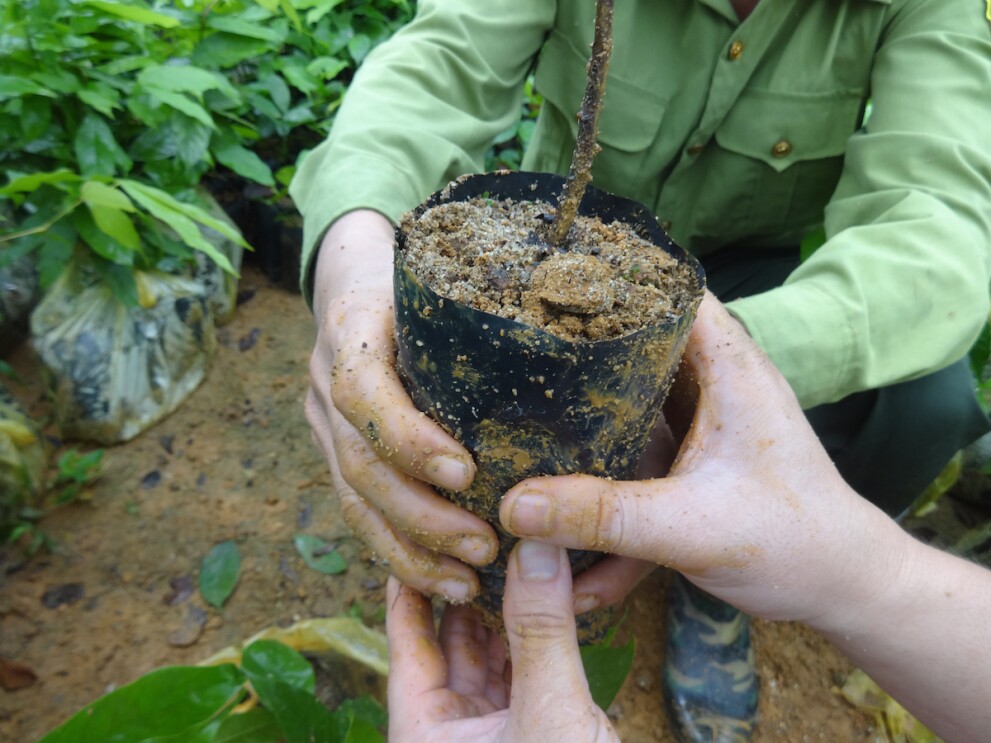 An image of two people's hands holding a potted tree plant.