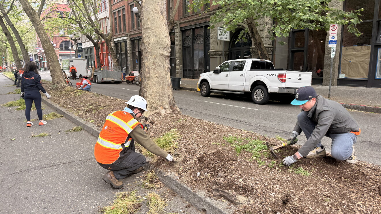 Two workers planting or maintaining vegetation in a tree-lined urban sidewalk median