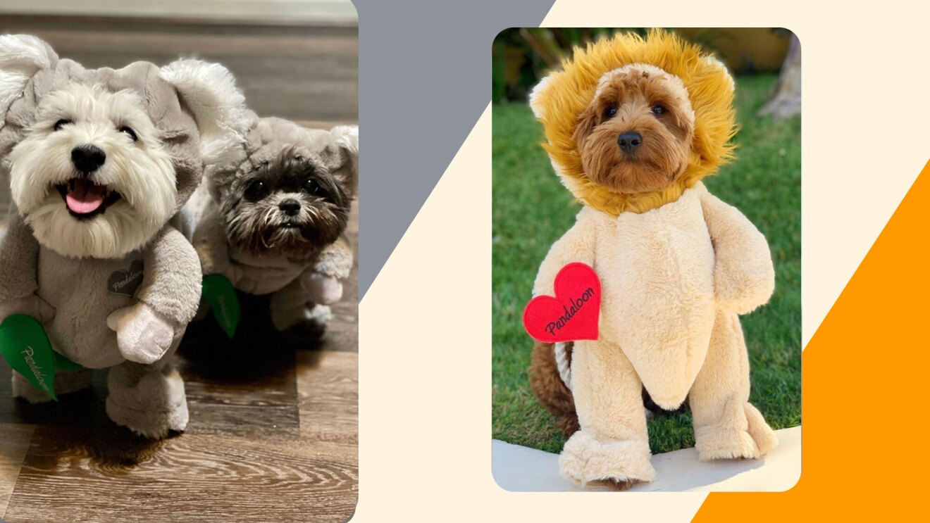 A side-by-side image of three pets in costumes. One is in a lion costume and two others are in koala costumes. 