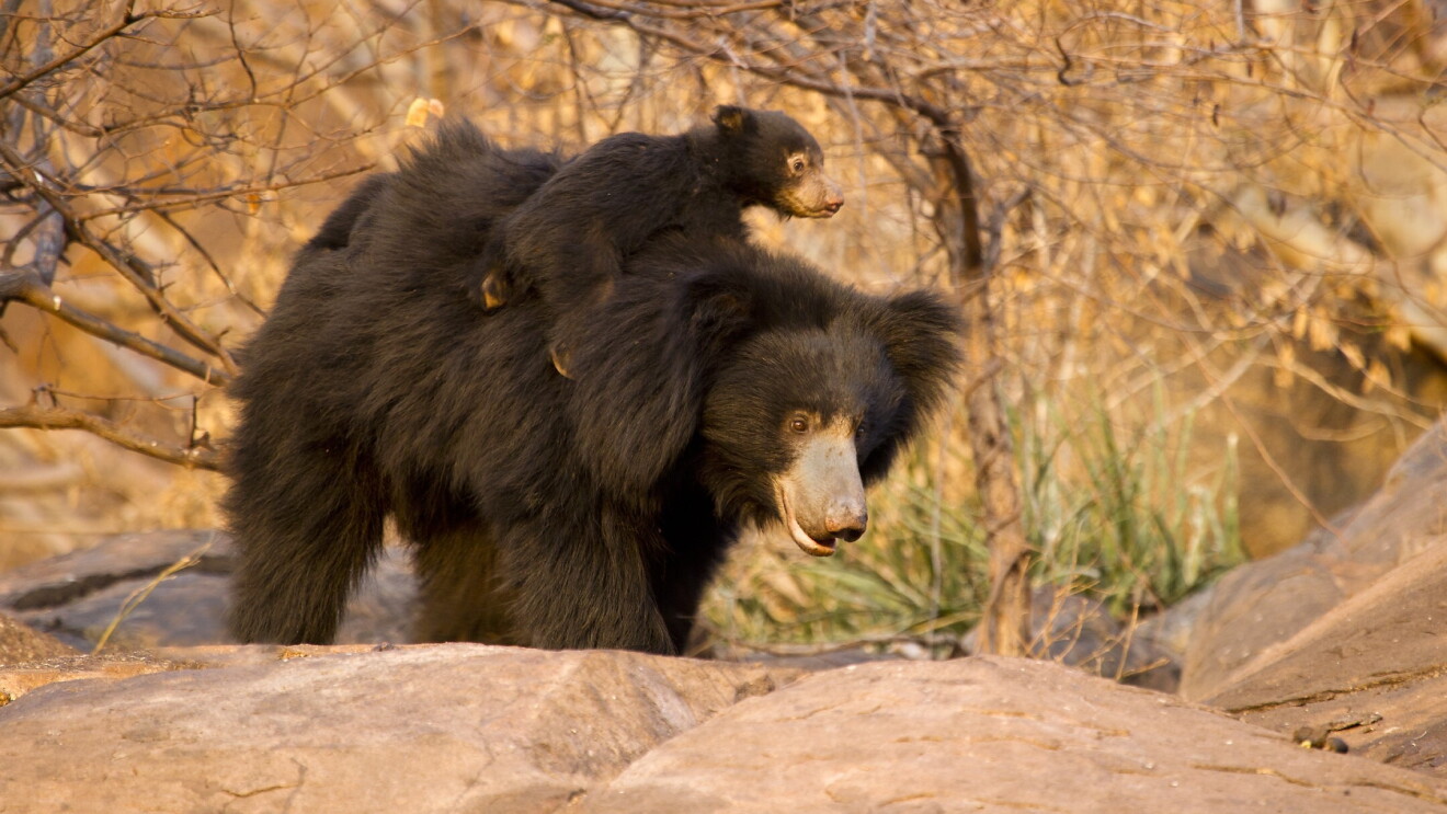 Wildlife in India