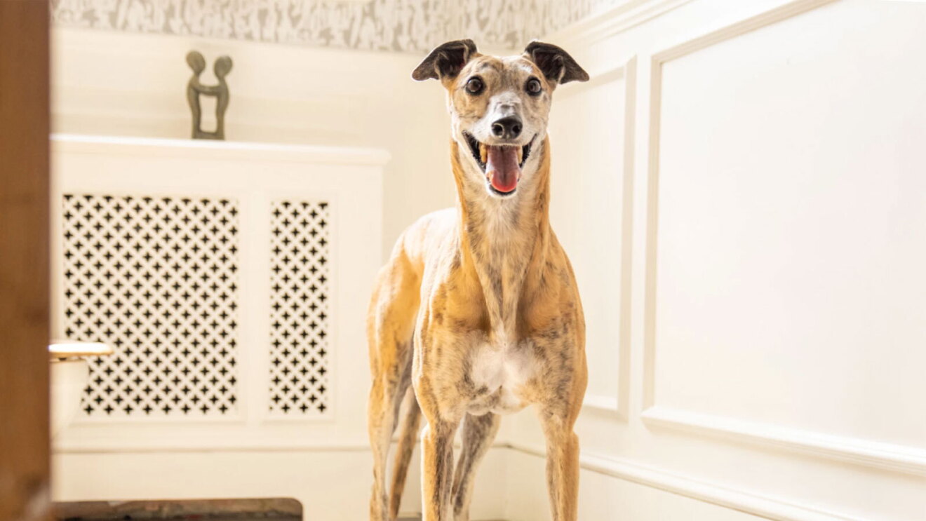 An image of a dog looking at the camera.