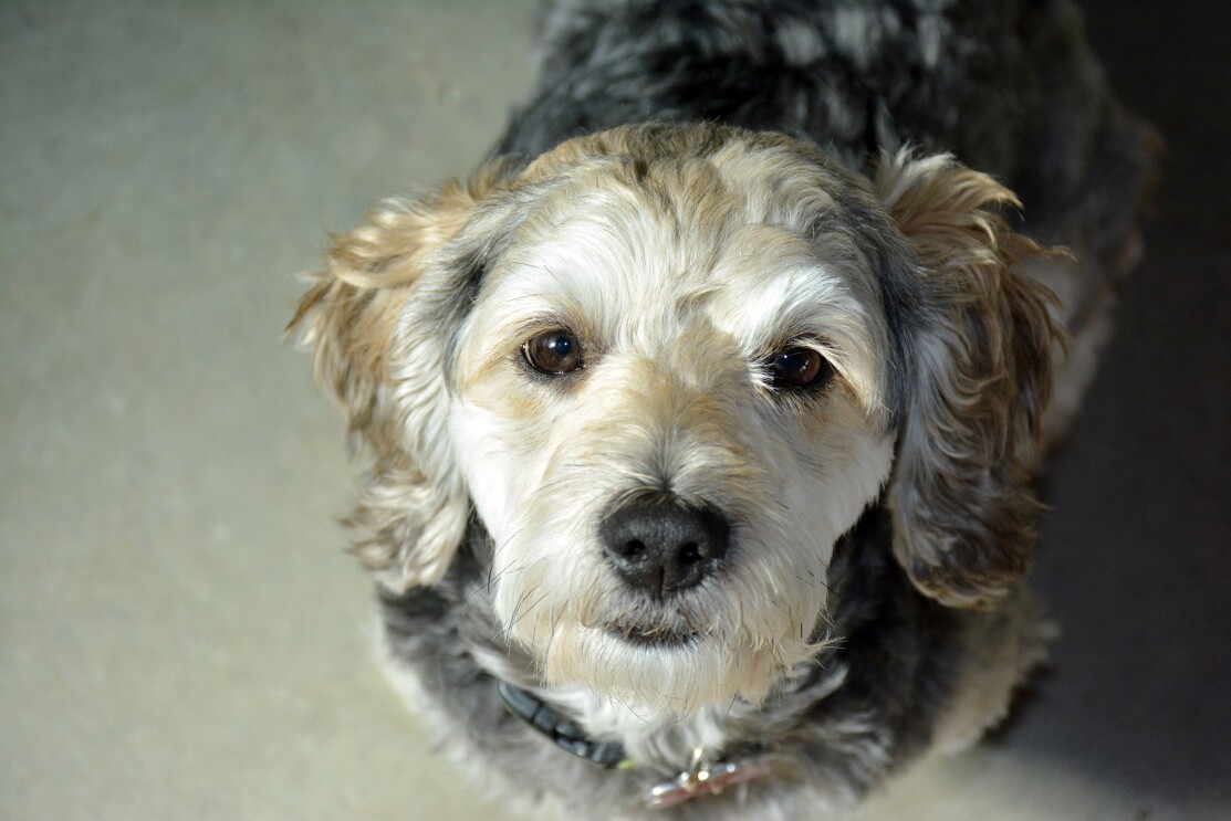 A grey and white dog looks up intently at the camera. 