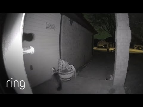 Missing cat returns home to family