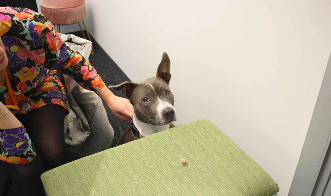 An image of a grey and white dog sitting inside an office at Amazon. There is a green filing cabinet in front of her and her owner is behind her petting her.